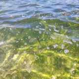 Le bolle invece rappresentano residui di detersivi scaricati dalle docce di un lido o di una barca, anche se in alcuni casi possono essere il risultato di acqua fognaria che fuoriesce da uno scarico di troppo pieno posto nelle vicinanze